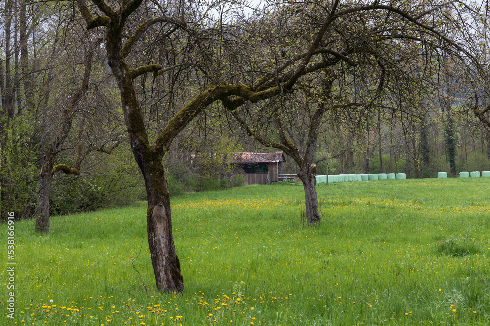 Yellow flowers and bare trees in a field Yellow flowers and bare trees in a field