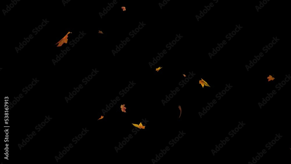 Autumn Leaf fall animation. Autumn maple leaves falling on black background. 4K loop, Dry leaf fall