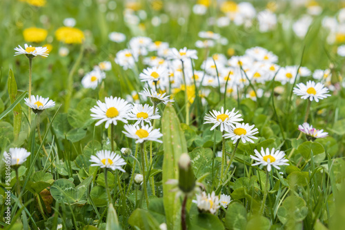 Common daisies in a field