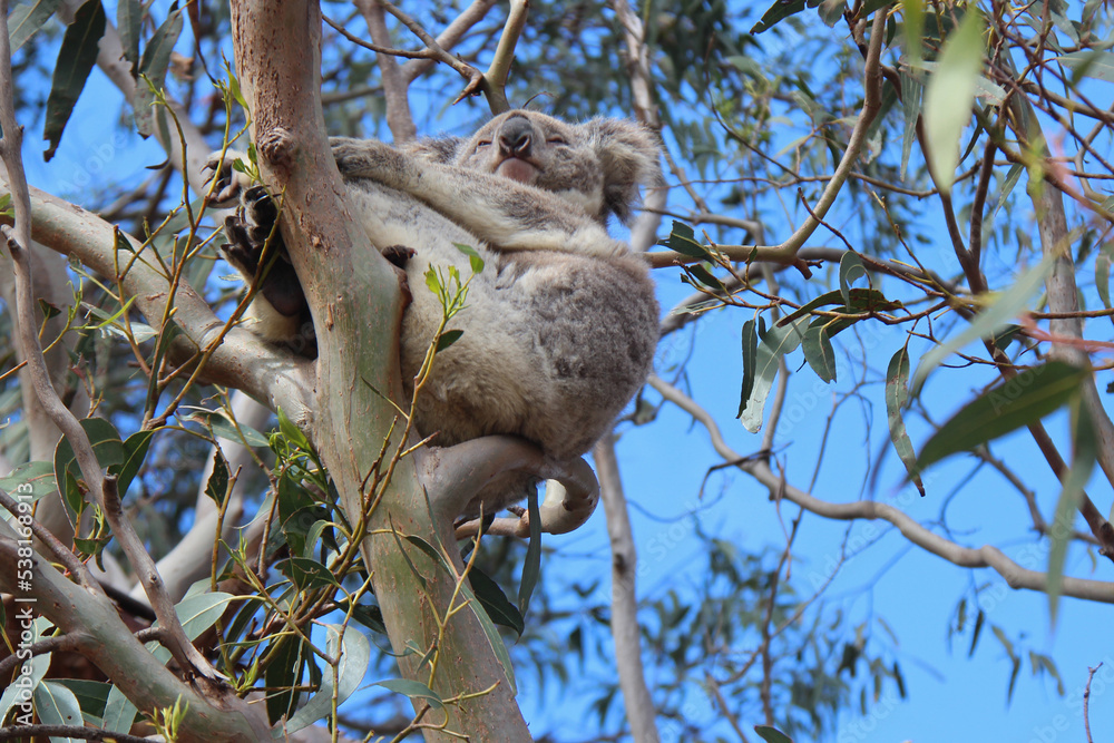 Fototapeta premium wild koala in australia