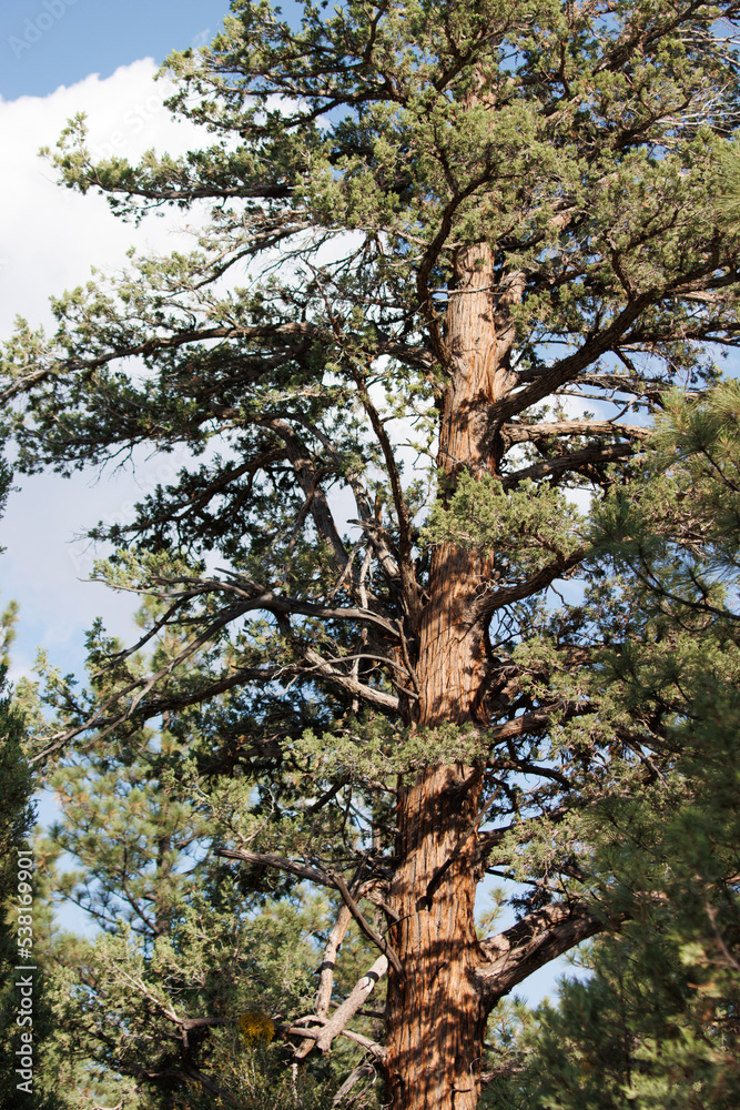 The proud stature, textured trunk, and fragrant leaves inspire those who gaze upon Juniperus Grandis during Summer in its native conifer forest habitat of the San Bernardino Mountains.