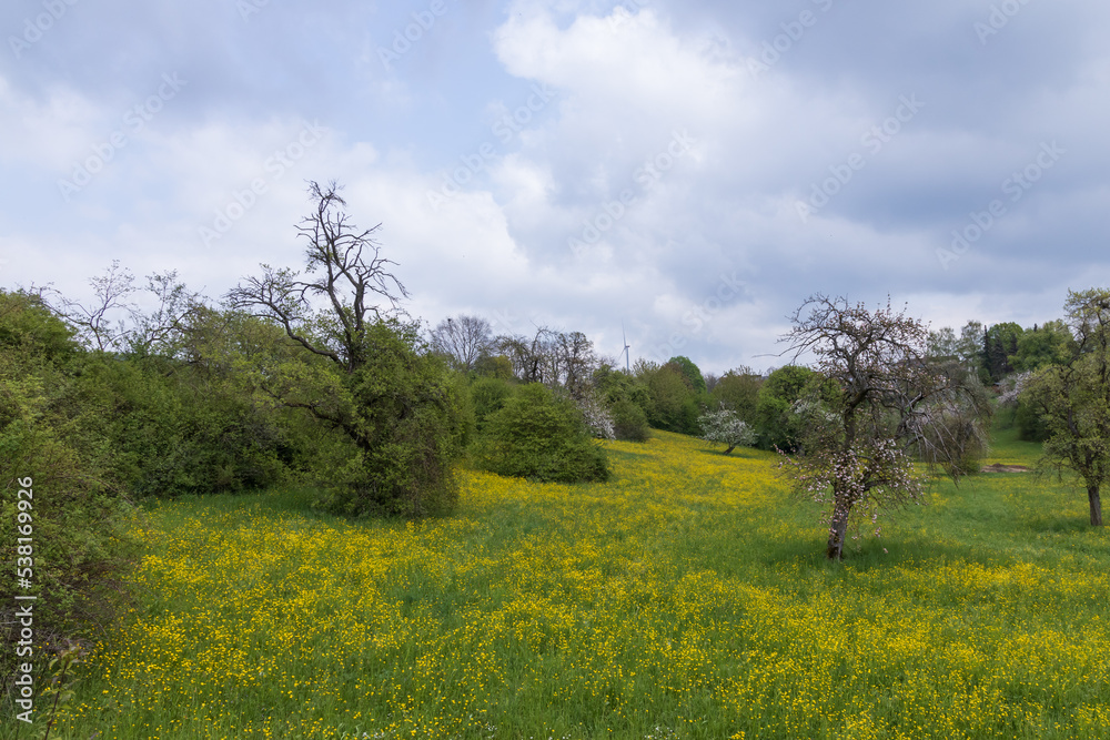 Blooming fruit trees in a green field with yellow flowers