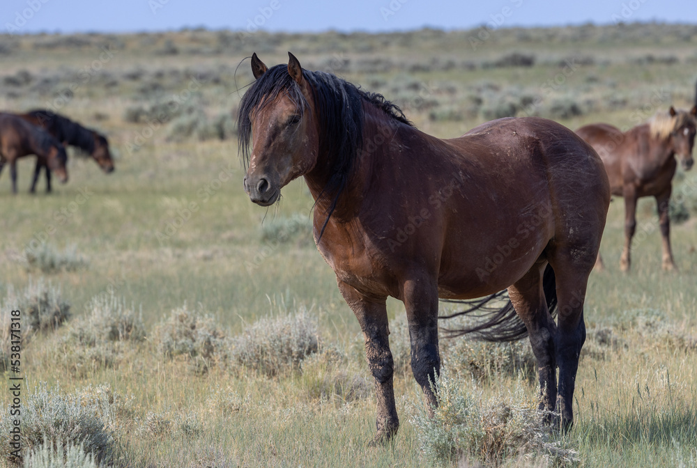 Beautiful Wild Horse in the Wyoming Desert in Summer Beautiful Wild Horse in the Wyoming Desert in Summer