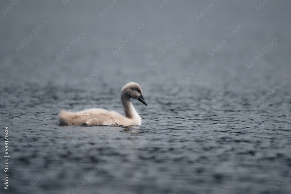 Fototapeta premium Cygnet on a calm lake early summer