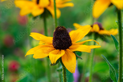 Rudbeckia fulgida sort Goldsturm: rudbeckia with yellow flowers blooms in the garden in summer. Orange gardens rudbeckia flower. Rudbecia in landscape design. Bright floral background. photo