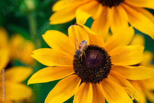 Bee on a yellow flower. Rudbeckia fulgida sort Goldsturm  rudbeckia with yellow flowers blooms in the garden in summer. Rudbecia in landscape design. Bright floral background.