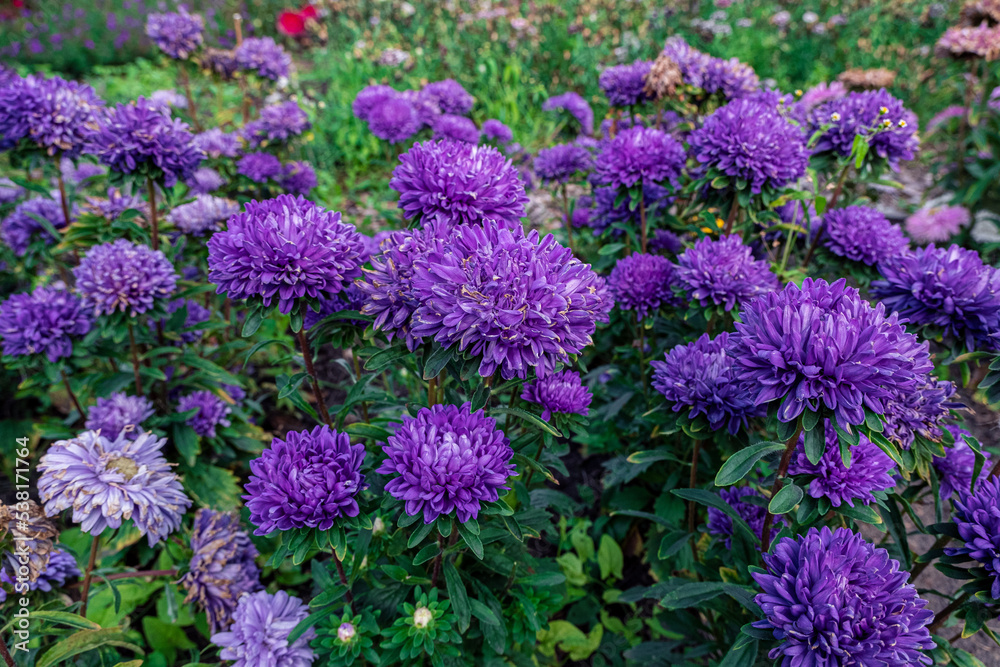 Purple flowers of Italian Asters, Michaelmas Daisy (Aster Amellus), known as Italian Starwort, Fall Aster, violet blossom growing in garden. Soft focus. Close up of blooming purple aster Purple flowers of Italian Asters, Michaelmas Daisy (Aster Amellus), known as Italian Starwort, Fall Aster, violet blossom growing in garden. Soft focus. Close up of blooming purple aster