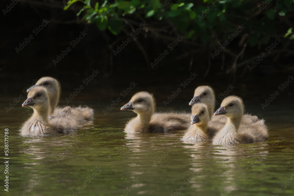 A small gaggle of Gosling geese on a river A small gaggle of Gosling geese on a river