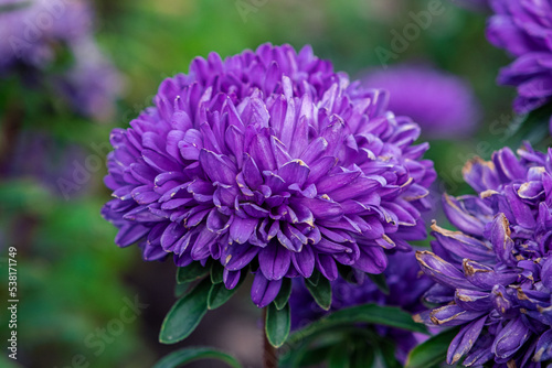Purple flowers of Italian Asters, Michaelmas Daisy (Aster Amellus), known as Italian Starwort, Fall Aster, violet blossom growing in garden. Soft focus. Close up of blooming purple aster photo