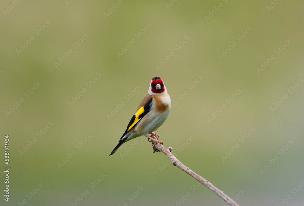 Beautiful goldfinch perched on a small branch Beautiful goldfinch perched on a small branch