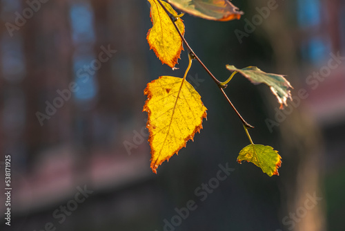 Close up of autumn branch with yellow leaves with natural texture on blurred dark background. Natural autumn leaves. Beautiful seasonal autumn leaves.