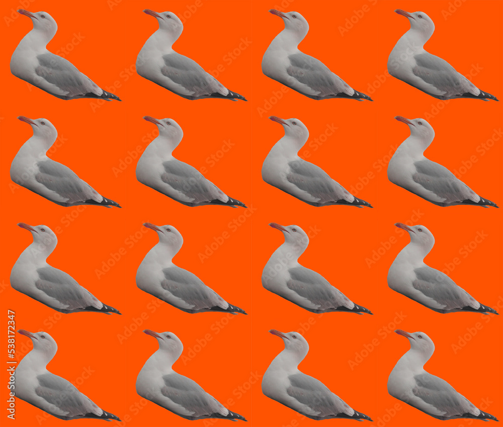 Obraz premium Seamless seagulls