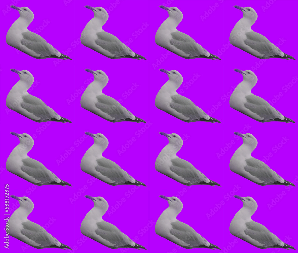 Obraz premium Seamless seagulls