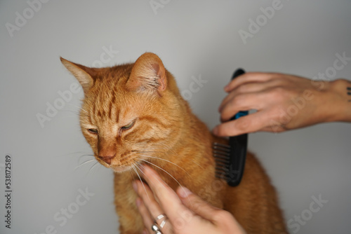 A cat endures while a person combs its fur. The season of changing fur in cats