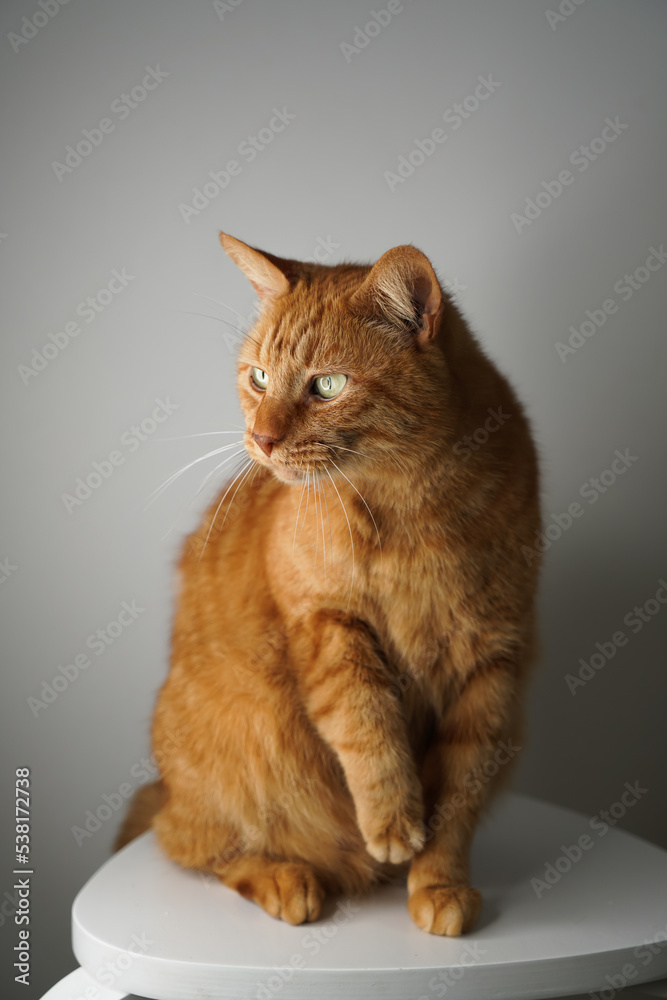 Cat sitting and holding one I’ll paw. Ginger cat on gray background