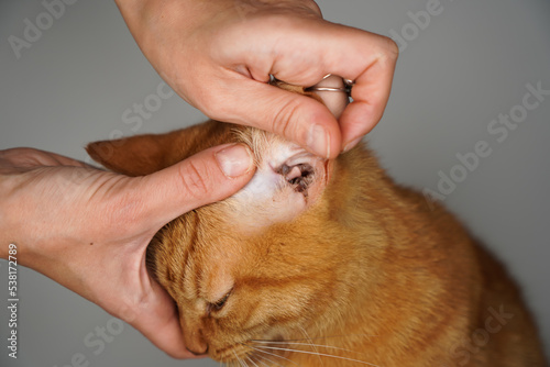 Checking the ears of a ginger cat, hands holding the ear, close-up