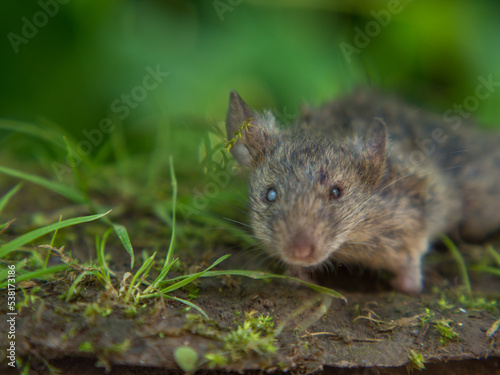 field mouse  scary mouse with scary eyes on a natural background