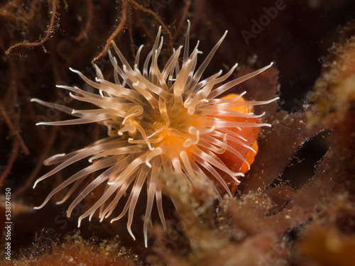 Photography Sea anemone from Oslo fjord, Norway