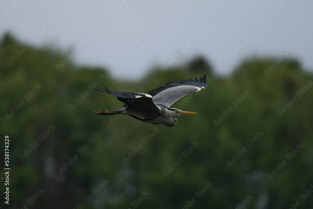 Majestic Grey Heron soaring the skies Majestic Grey Heron soaring the skies