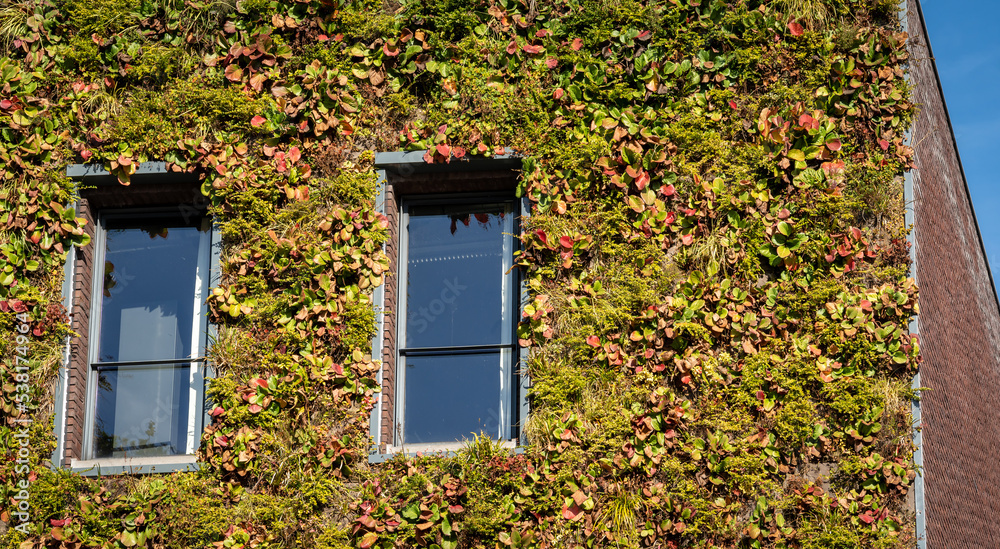 Detail of plants growing on the facade of modern environmentally friendly building, vertical garden on the wall Detail of plants growing on the facade of modern environmentally friendly building, vertical garden on the wall