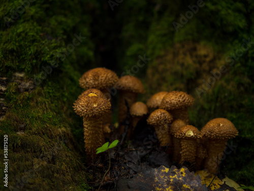 beautiful royal mushrooms mushrooms on a stump close-up