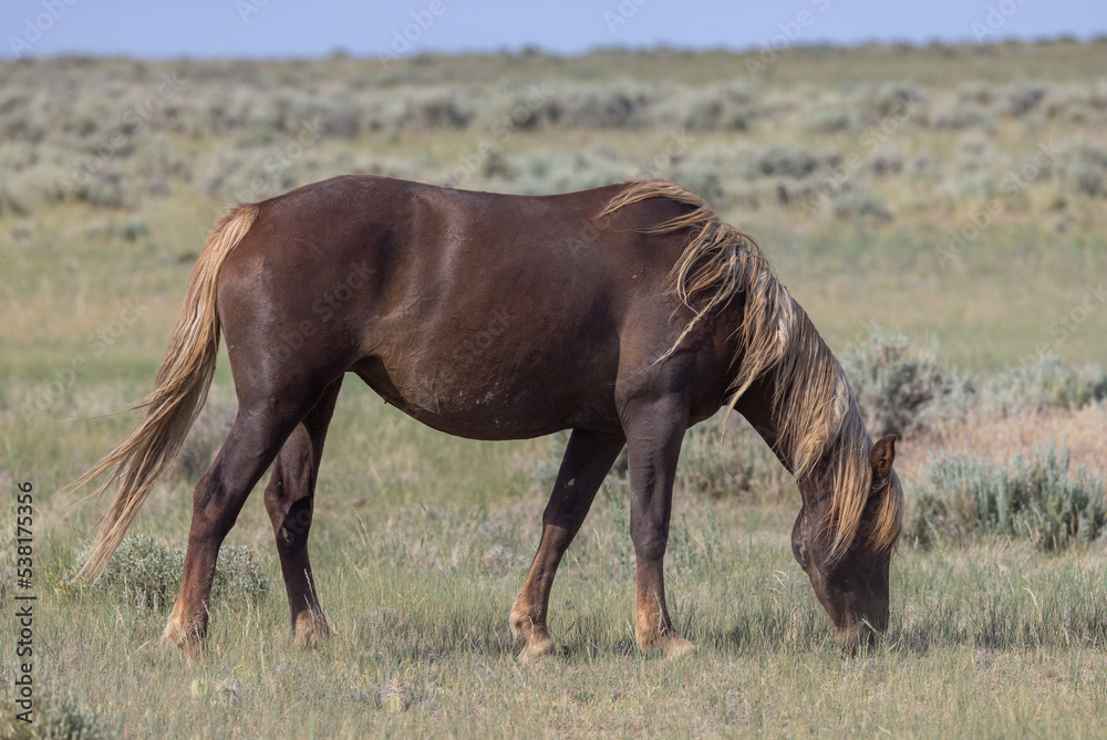 Beautiful Wild Horse in the Wyoming Desert in Summer Beautiful Wild Horse in the Wyoming Desert in Summer
