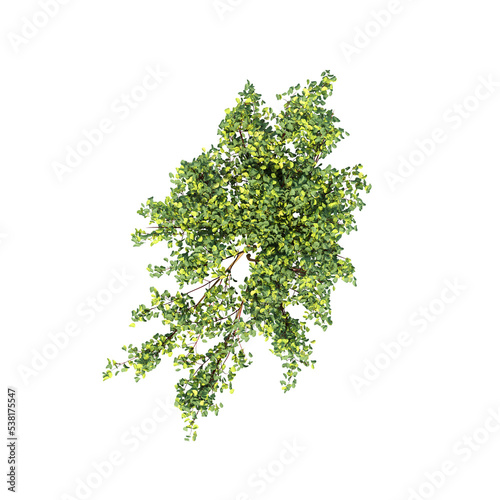 bush, top view, isolate on a transparent background, 3D illustration, cg render 