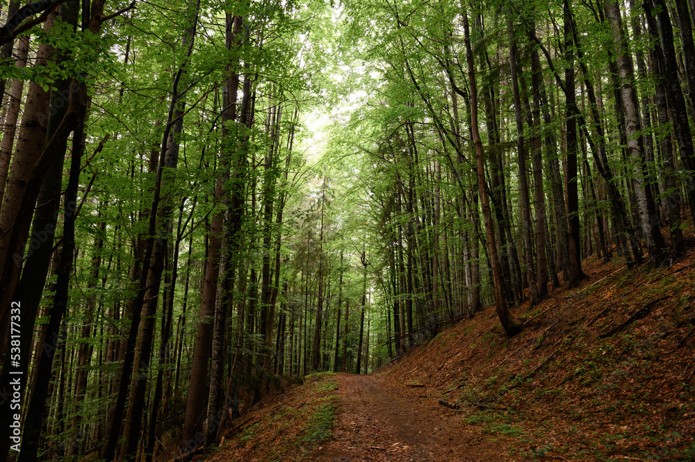 Naklejka premium Tall trees of the Carpathian forests, a nature reserve in the Carpathians.