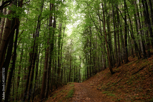 Tall trees of the Carpathian forests  a nature reserve in the Carpathians.