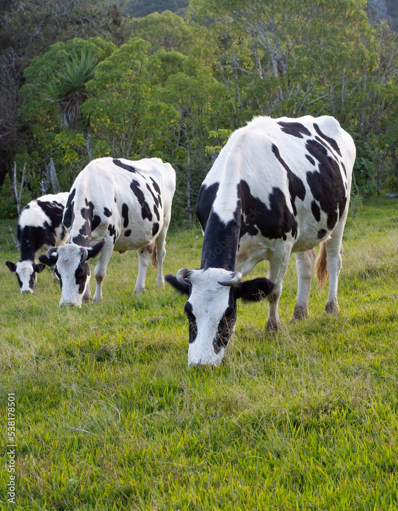 Tres vacas blanco y negro pastando en un campo