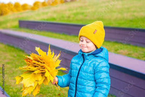 a little happy boy in bright clothes holds yellow maple leaves in his hands  a beautiful child walks in a sunny autumn park