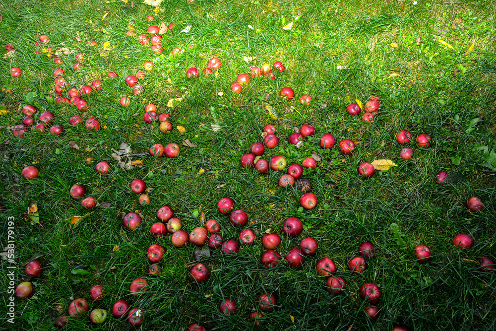 Fallen Apples on the Ground in Autumn