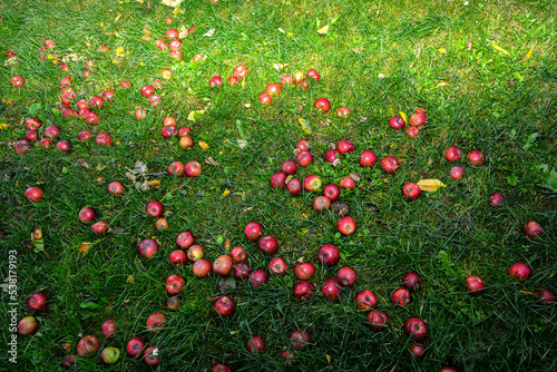 Fallen Apples on the Ground in Autumn