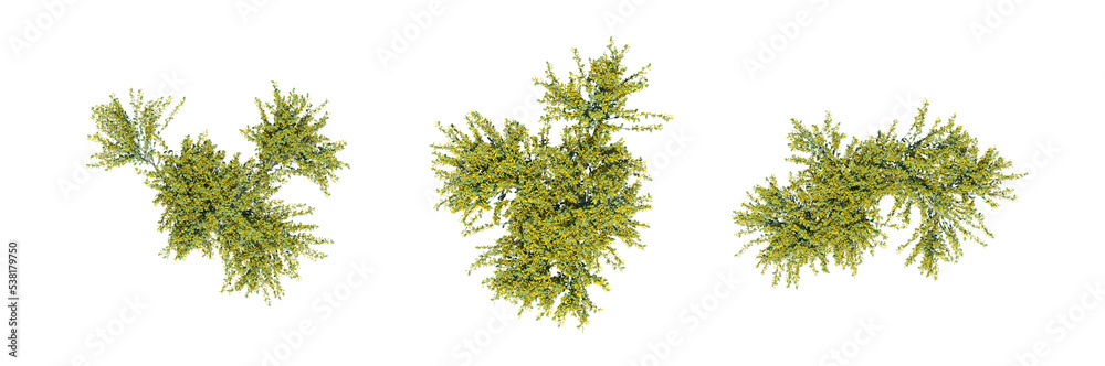 bush, top view, isolated on white background, 3D illustration, cg render bush, top view, isolated on white background, 3D illustration, cg render