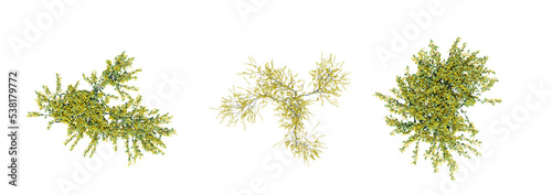 bush, top view, isolated on white background, 3D illustration, cg render