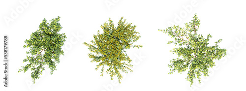 bush  top view  isolated on white background  3D illustration  cg render