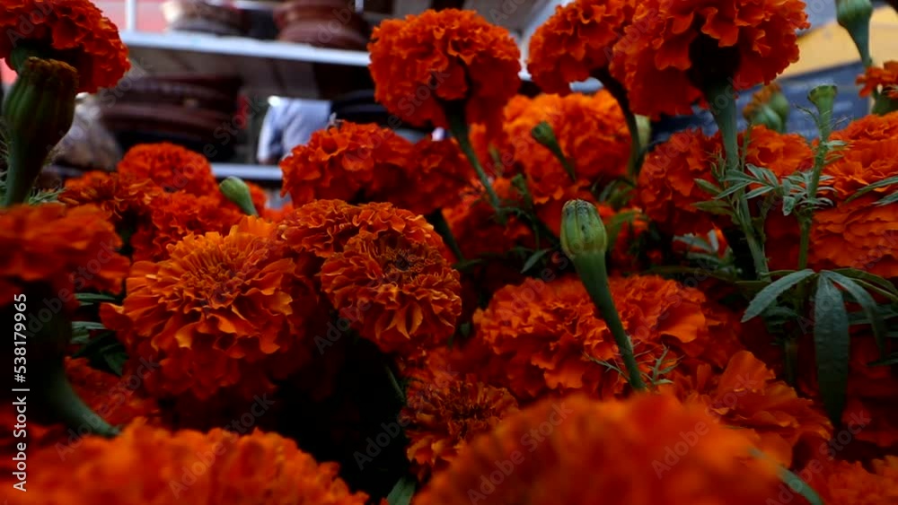 Day of the dead cempasúchil flowers b-roll in mexico traditional plaza 
