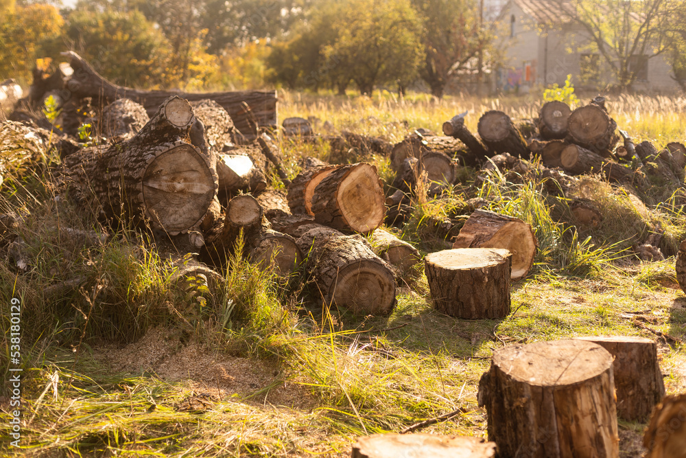 Forest pine and spruce trees. Log trunks pile, the logging timber wood industry. Wide banner or panorama wooden trunks. Forest pine and spruce trees. Log trunks pile, the logging timber wood industry. Wide banner or panorama wooden trunks.