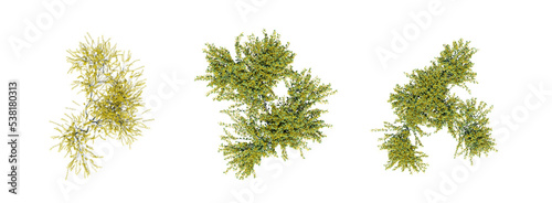 bush, top view, isolate on a transparent background, 3D illustration, cg render