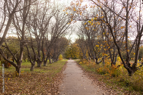 Autumn foliage on autumn forest path