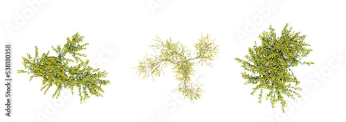 bush  top view  isolate on a transparent background  3D illustration  cg render