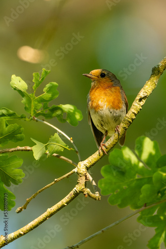 robin on a twig © Marcel