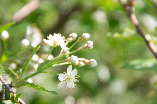 early spring in the garden cherry branch with flowers