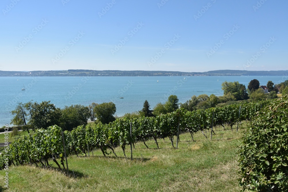 Hillside Vineyard on Lake Constance, Low Horizon, Southwestern Germany