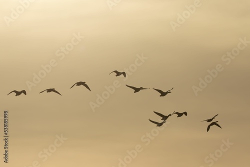 Closeup shot of greylag geese flying in the air at sunset