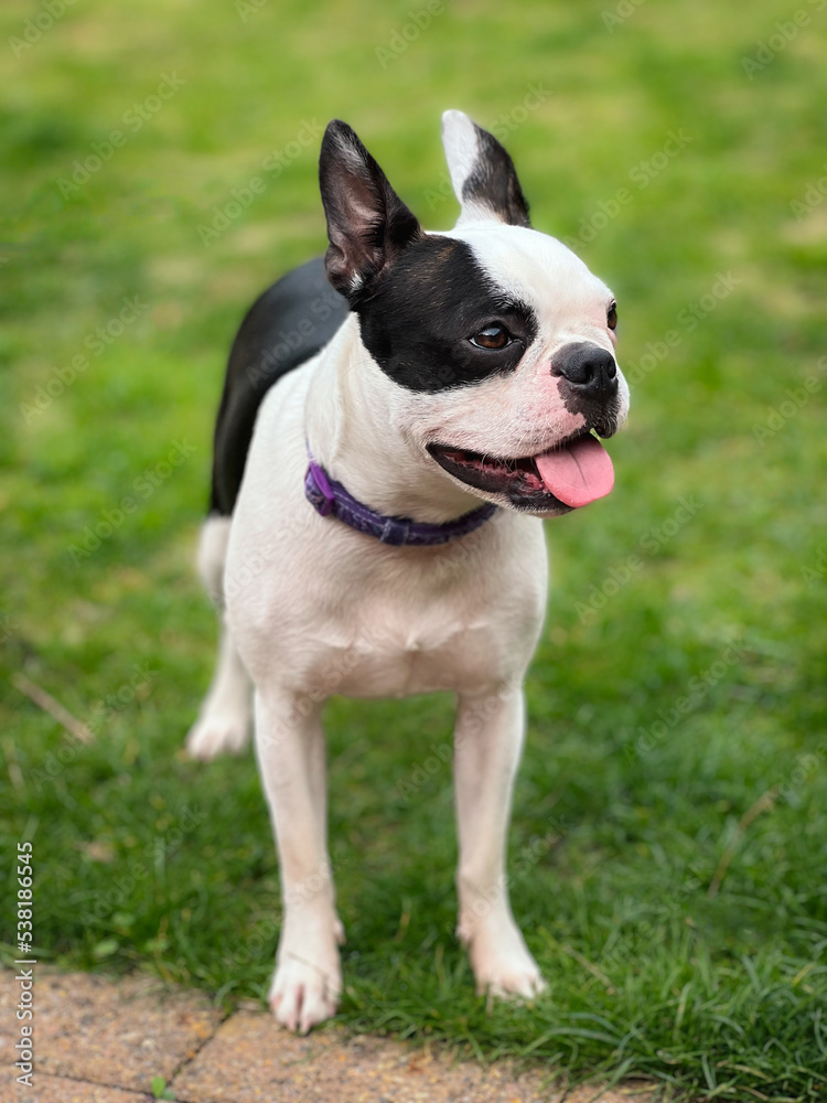 Boston Terrier dog standing on grass with her mouth open slightly.