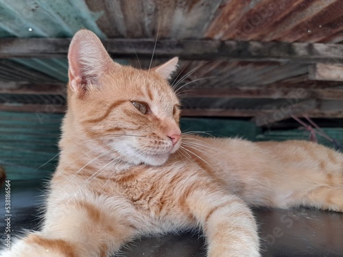 portrait of a cat