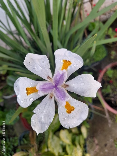 white flower in the garden