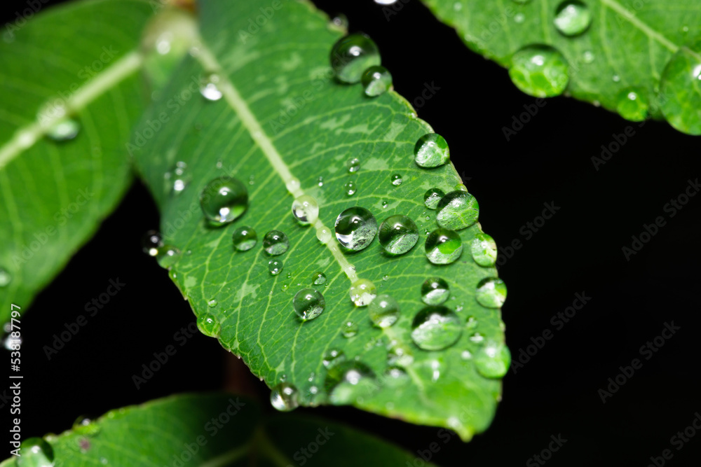 Close up on green leaf with rain drops on dark background. Close up on green leaf with rain drops on dark background.