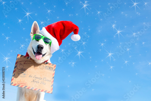happy christmas dog